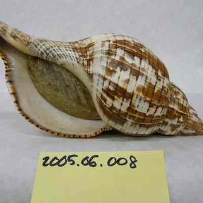 Tulip Band Shell (Fasciolaria tulipa Linnaeus)