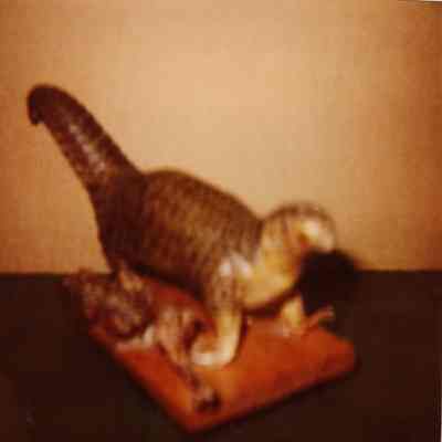 Taxidermy