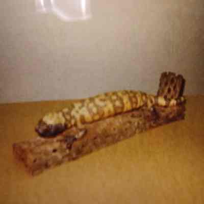 Taxidermy