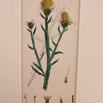St. Barnaby's Thistle (Centaurea Solstitialis)