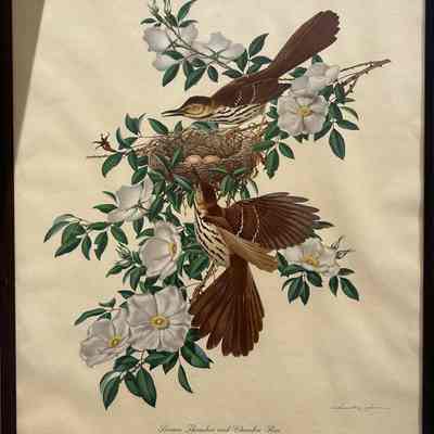 Brown Thrasher and Cherokee Rose, State Bird and State Flower