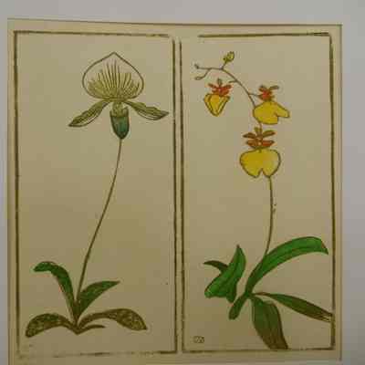 Orchids (paired) on ?