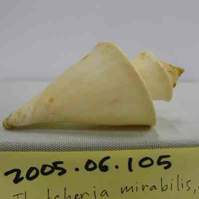 Thatcheria mirabilis, Angas