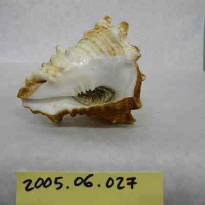 Caribbean Vase Shell (Vasum muricatum, Born)