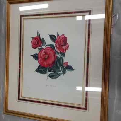 Rose mallow camellia