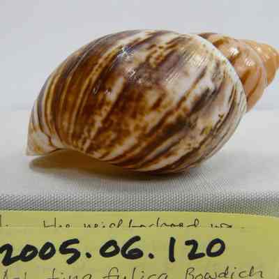 Achatina fulica, Bowdich