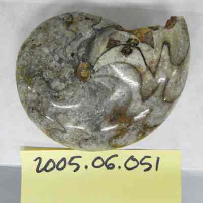 Cyclostremella humilis, Bush