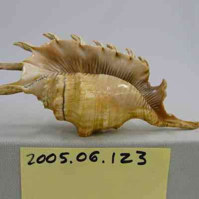 Pterocera millepeda, L.
