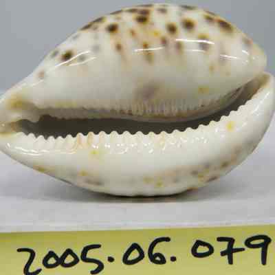 Cypraea tigris, Linne