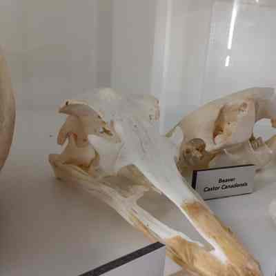 Ostrich Skull