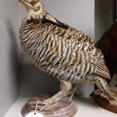 Taxidermy