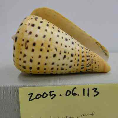 Conus betulinus, Linnaeus