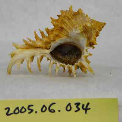 West Indian Murex (Murex brevifrons, Lamarck)