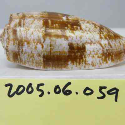 Conus geographus, linnaeus