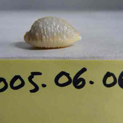 Staphylaea (Nucleolaria) nucleus, Linne