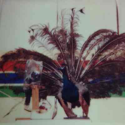 Peacock (Stuffed)