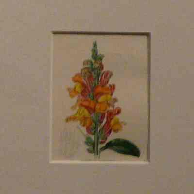 Antirrhinum Quadricolor