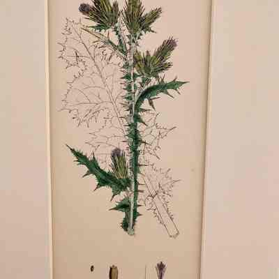 Slender Flowered-thistle (Carduus Tenuiflorus)
