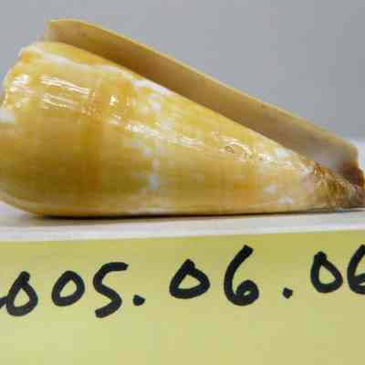 Conus distans, Hwass