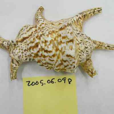 Lambis chiragra, Linneaus