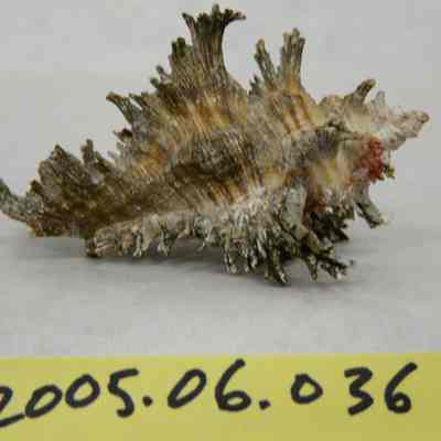 Burnt Murex (Chicoreus (Triplex) brunneus, Link)