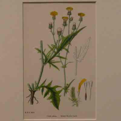 Bristly Hawk's-beard (Crepis Aetosa)