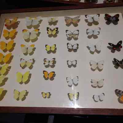 Butterflies and Moths
