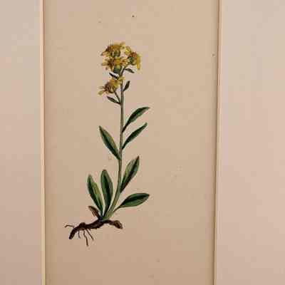 Common Goldenrod (Solidago Virga-aurea, var. Cambrica)