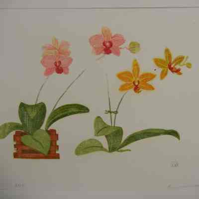 Two Small Orchids
