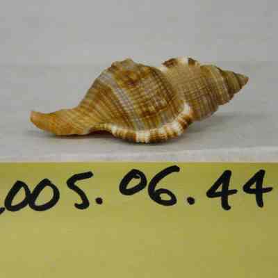 Cymatium krebsii, Morch