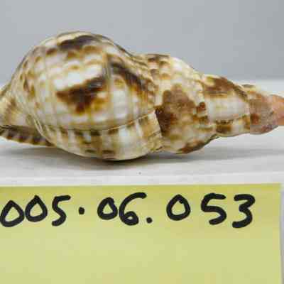 Charonia tritonis, Linne