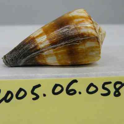 Conus miles, Linnaeus