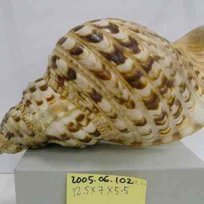 Charonia tritonis, Linne
