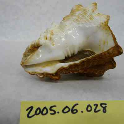 Caribbean Vase Shell (Vasum muricatum, Born)