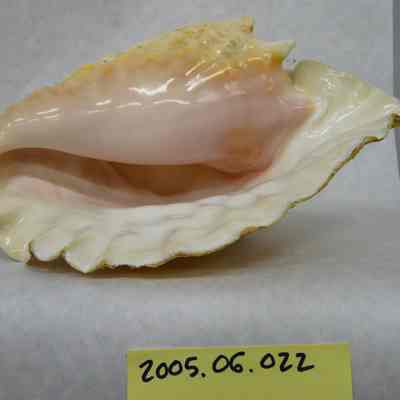 Queen Conch or Pink Conch (Strombus gigas, Linne)