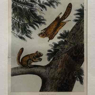 Severn River Flying Squirrel; Rocky Mountain Flying Squirrel