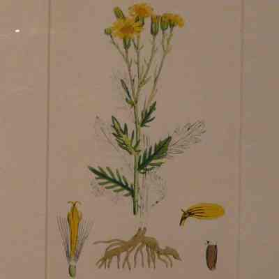 Hoary Ragwort (Senecio Erucifolius)