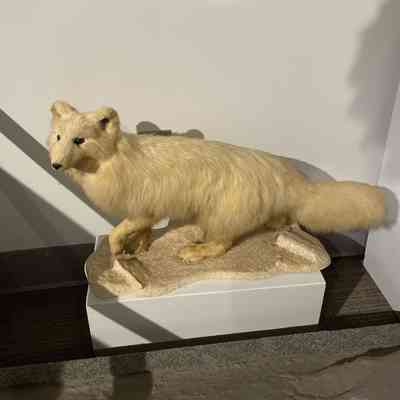 White Fox mount