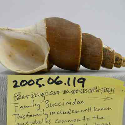 Beringius (Japelion) pericochlion, Schrenck
