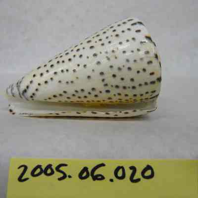 Leopard Cone (Conus leopardus, Roding)