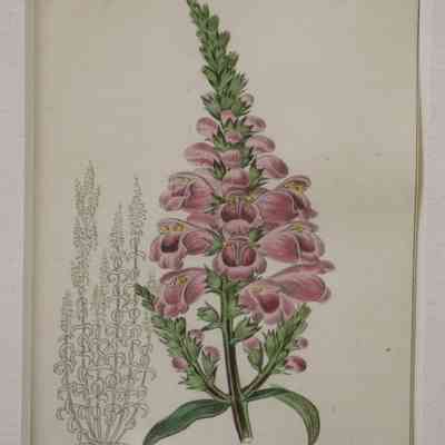 Dracocephalum Speciosum