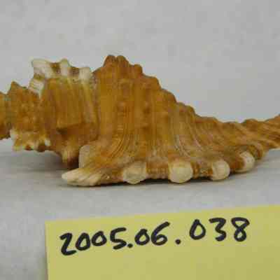 Angular Triton (Cymatium femorale, Linnaeus)