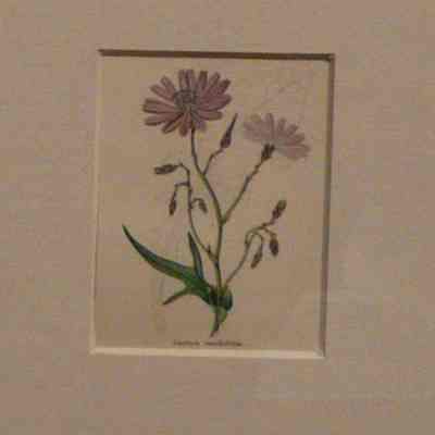 Lactuca Sonchifolia