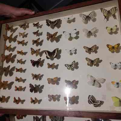Butterflies and Moths