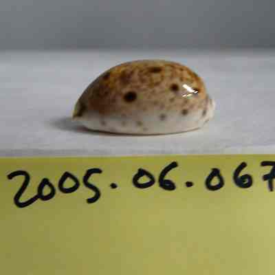 Cypraea cinerea, Gmelin