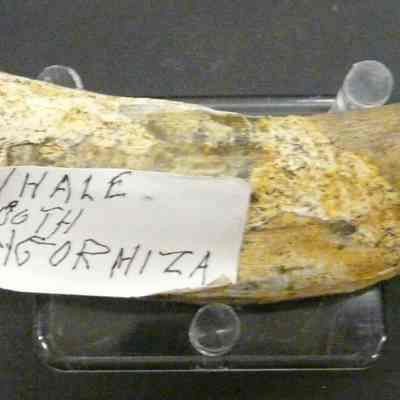 Whale Tooth