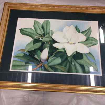 Carolina Magnolia