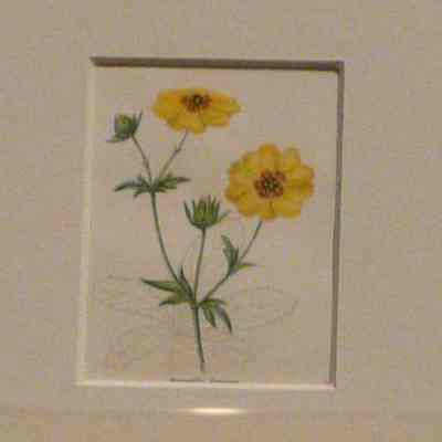 Potentilla Formosa