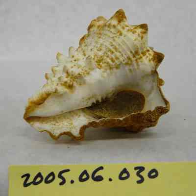 Caribbean Vase Shell (Vasum muricatum, Born)
