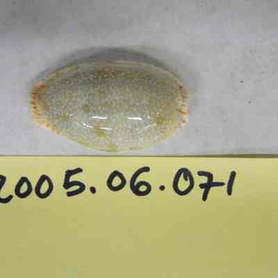 Erosaria inocellata, Gray
